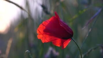 One red poppy extremely close up of petal flower. Poppies in the meadow wild poppy field, swinging by the wind. Close-up of blossoming poppies. Macro. Selective focus. Never-ending beauty of nature. video