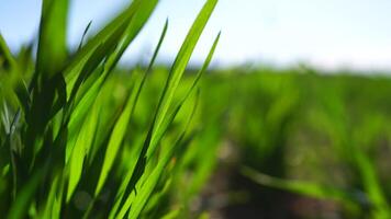 Green grass close up. green wheat field with young stalks swaying in the wind. calm natural abstract background. concept of agriculture and food production. Slow motion. video