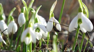 Close-up snowdrops flower blooming Early spring in the forest. Snowdrop flowers, Glade of snowdrops swaying in the wind. Bees collect honey from the first spring snowdrops, closeup. Galanthus nivalis. video