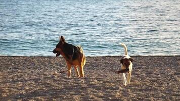 Cute senior Fox Terrier puppy fetching a stick on the beach. Handsome man and his dog playing fetch at the beach on sunset. Slow motion video