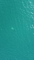 Vertical aerial view of the dolphins slowly swimming in crystal clear turquoise waters. Group of endemic marine mammals migrating along coastline as seen from above. video