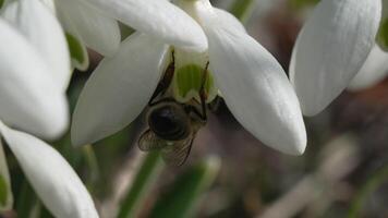bi pollinerar snödroppe under tidigt vår i skog. snödroppar, blomma, vår. honung bi, apis mellifera besöker först snödroppar på tidigt vår, signal- slutet av vinter. långsam rörelse, stänga upp video