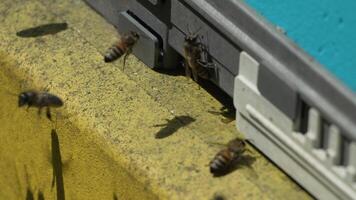 Bees, pollen, hive - Close-up view of bees with colorful pollen on legs near beehive entrance, slow motion, pollination process in nature. Apis mellifera video