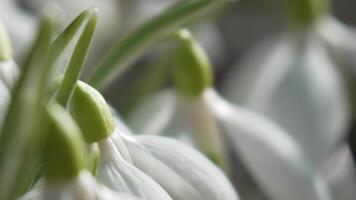 Snowdrops, flower, spring. White snowdrops bloom in garden, early spring, signaling end of winter. video
