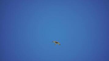 Predator falcon bird hovering in air, hunting for food on ground. Soaring falcon or hawk froze in the air above the ground, ready to rush down for prey. Slow motion video