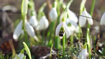 Close-up snowdrops flower blooming Early spring in the forest. Snowdrop flowers, Glade of snowdrops swaying in the wind. Bees collect honey from the first spring snowdrops, closeup. Galanthus nivalis. video