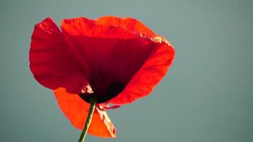 One red poppy extremely close up of petal flower. Poppies in the meadow wild poppy field, swinging by the wind. Close-up of blossoming poppies. Macro. Selective focus. Never-ending beauty of nature. video