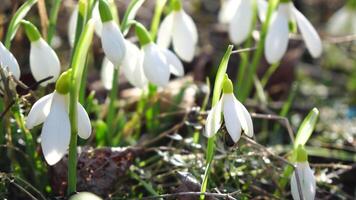 Close-up snowdrops flower blooming Early spring in the forest. Snowdrop flowers, Glade of snowdrops swaying in the wind. Bees collect honey from the first spring snowdrops, closeup. Galanthus nivalis. video