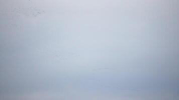 Cormorants flock flying in formation to save energy. Flock of Great Cormorants - Phalacrocorax carbo. School of black migratory birds flies in cloudy sky over the sea along the coast. Slow motion video