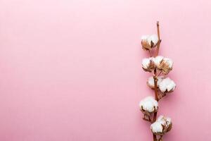 Autumn Floral composition. Dried white fluffy cotton flower branch top view on colored table with copy space photo