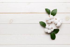Autumn Floral Flat lay background composition. Dried white fluffy cotton flower branchwith green leaf top view on colored table with copy space photo