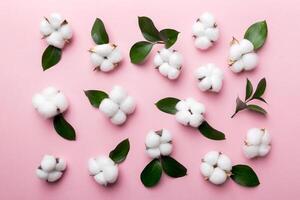 Autumn Floral Flat lay background composition. Dried white fluffy cotton flower branchwith green leaf top view on colored table with copy space photo