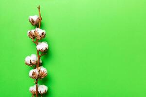 Autumn Floral composition. Dried white fluffy cotton flower branch top view on colored table with copy space photo