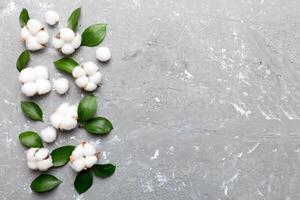 Autumn Floral Flat lay background composition. Dried white fluffy cotton flower branchwith green leaf top view on colored table with copy space photo