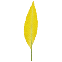 Poplar Leaf large yellow leaf with a triangular shape and wavy edges fluttering gently Populus png