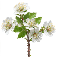 Hawthorn Tree small tree with thorny branches and clusters of white fragrant flowers Crataegus monogyna png