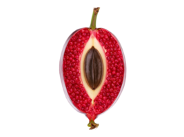 Beaming miracle fruit small oval red berries sliced open to pale flesh levitating seeds soft png
