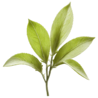 Sage leaves fluttering in a breeze with glowing particles trailing behind Salvia officinalis Food png