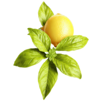 Lemon basil leaves bursting in a vibrant citrusy explosion Ocimum x citriodorum Food and Culinary png