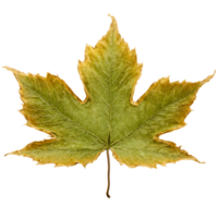 Sycamore Leaf large brown leaf with deep lobes and a leathery texture curling at the png