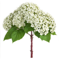 Guelder Rose Tree shrub with lobed leaves and clusters of white flowers and red berries png