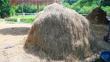 Stack of dry straw for animal feed photo