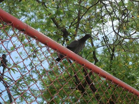 Pigeons perched on the iron grid There are trees in the background photo