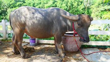 A fat buffalo is standing and eating photo