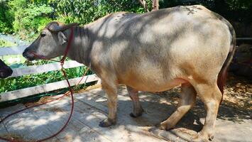 A fat buffalo is standing and eating photo