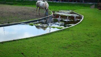a white horse is drinking water from stream near the grass field photo