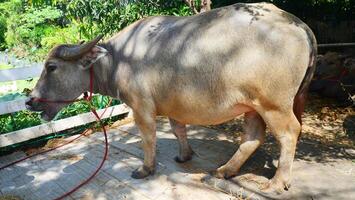 A fat buffalo is standing and eating photo