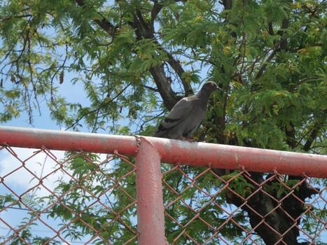 Pigeons perched on the iron grid There are trees in the background photo