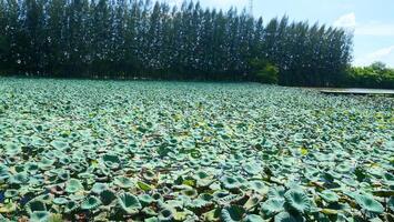 A pond filled with green lotus leaves and a pine tree in the background photo