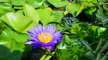 Purple lotus flowers and green leaves in the lake photo