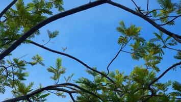 Bright blue sky, white clouds, and beautiful branches and leaves photo