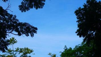 Bright blue sky, white clouds, and beautiful branches and leaves photo