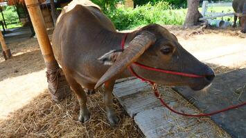 A fat buffalo is standing and eating photo
