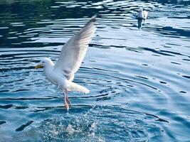 Seagulls in crystal clear water in the Norwegian Fjord. Dynamic movement of the seabird. photo