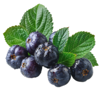 Fresh ripe bilberry and green leaf flying isolated on transparent background png
