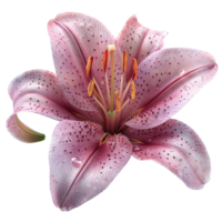 Pink lily flower isolated on transparent background png
