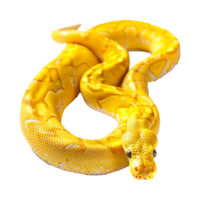 Yellow python snake isolated on transparent background png