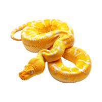 Yellow python snake isolated on transparent background png