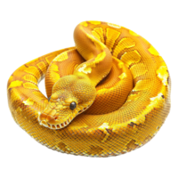 Yellow python snake isolated on transparent background png