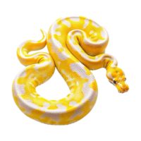 Yellow python snake isolated on transparent background png