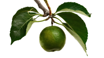 Lemon growing on a branch png