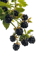 isolated blackberries on transparency background png