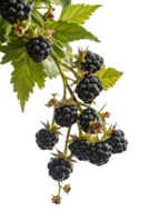 isolated blackberries on transparency background png