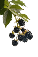 isolated blackberries on transparency background png