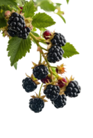 isolated blackberries on transparency background png