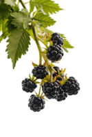 isolated blackberries on transparency background png